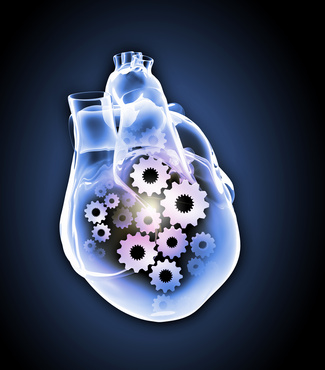 Motor unseres Kreislaufsystems: Das Herz!