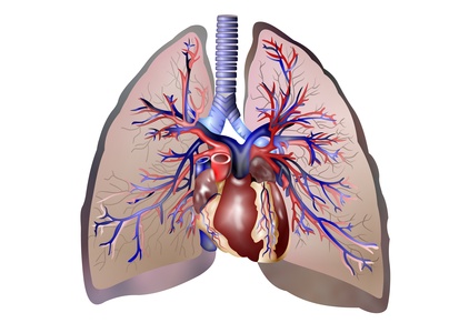 Lungen- und Körperkreislauf